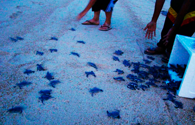 Turtle Conservation Project in Terengganu, Malaysia